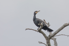 Phalacrocorax carbo