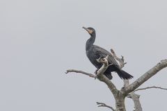 Phalacrocorax carbo