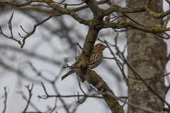 Turdus philomelos