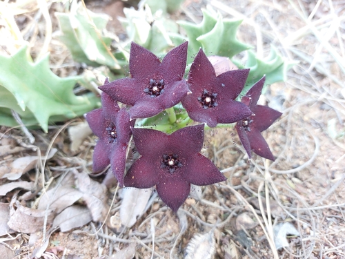 Orbea melanantha 2