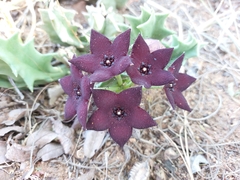 Orbea melanantha