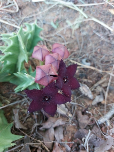 Ceropegia melanantha