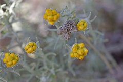 Helichrysum stoechas