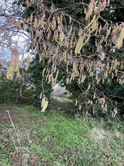 Corylus avellana