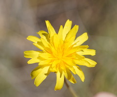 Microseris lanceolata