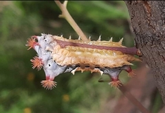 Doratifera vulnerans