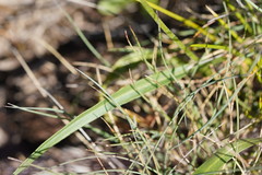 Microseris lanceolata