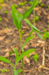 Polygonatum biflorum