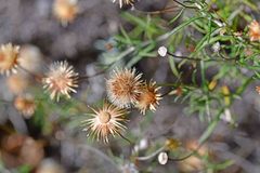 Helichrysum stoechas