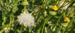 Senecio glaucus