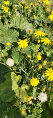 Senecio glaucus