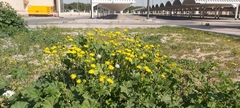 Senecio glaucus