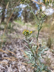 Senecio glomeratus glomeratus
