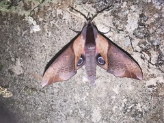 Smerinthus szechuanus