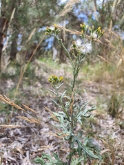 Senecio glomeratus glomeratus