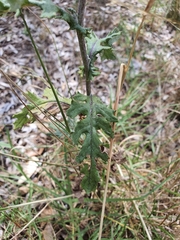 Senecio glomeratus glomeratus