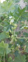 Malva parviflora