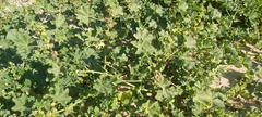 Malva parviflora