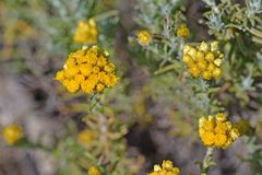 Helichrysum stoechas