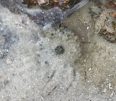 Anthopleura handi