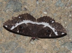 Erebus terminitincta