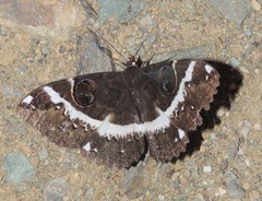 Erebus terminitincta