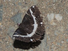 Erebus terminitincta