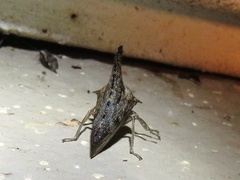 Glossonotus acuminatus