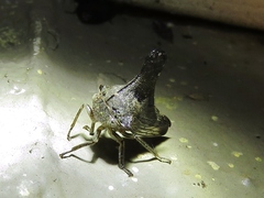 Glossonotus acuminatus