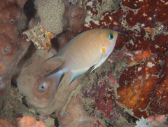 Pycnochromis amboinensis