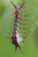 Doratifera quadriguttata