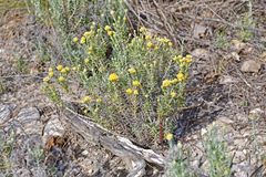 Helichrysum stoechas