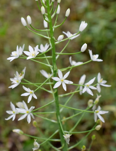 Ornithogalum arcuatum