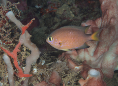 Pycnochromis atripes