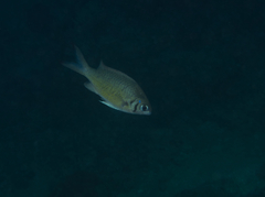 Chromis weberi