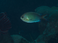Chromis xanthochira