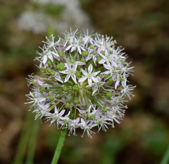 Allium decipiens quercetorum