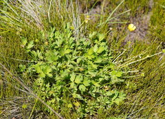 Ranunculus graniticola