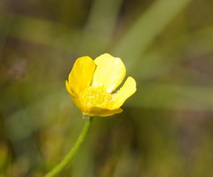 Ranunculus graniticola
