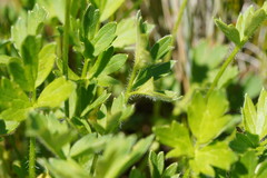 Ranunculus graniticola