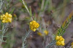 Helichrysum stoechas