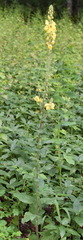 Verbascum spectabile