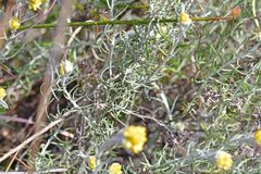 Helichrysum stoechas