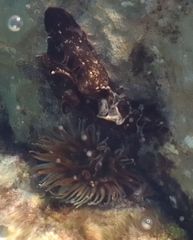 Anthopleura thallia