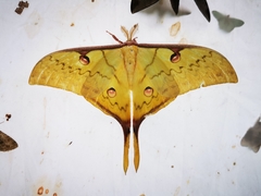 Actias sinensis