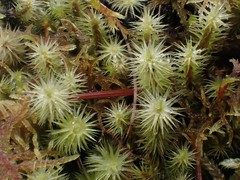 Breutelia chrysocoma