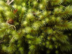 Breutelia chrysocoma