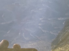 Gobiopterus semivestitus