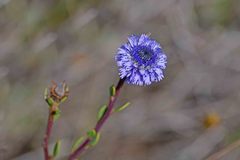 Globularia alypum