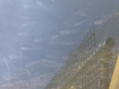 Gobiopterus semivestitus